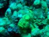Frogfish (Bonaire)