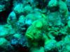 Frogfish (Bonaire)