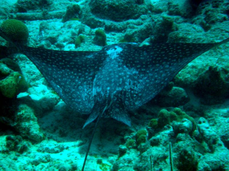 eagle ray at the Salt Pier (Bonaire)