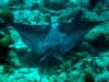 eagle ray at the Salt Pier (Bonaire)