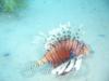 lion fish from the red sea off the coast of sharm el shek,egypt