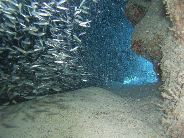 nice swimthru off half moon cay in Belize