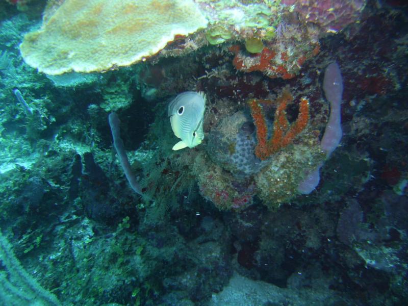 diving a wall off BIBR in roatan, honduras