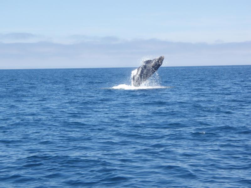 Grey whale breaching off the coast of La Paz Baja California