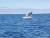 Grey whale breaching off the coast of La Paz Baja California