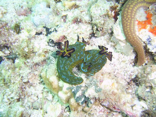  A couple of Nudibracks getting ready to make more nudibrach off the coast of La Paz Baja California