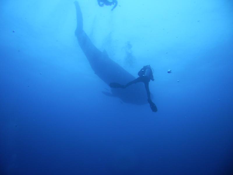 small whale shark off of darwin island