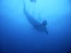 small whale shark off of darwin island