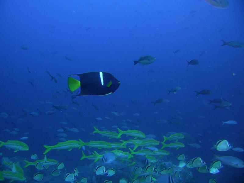 large scool of butterflies etc of darwin island