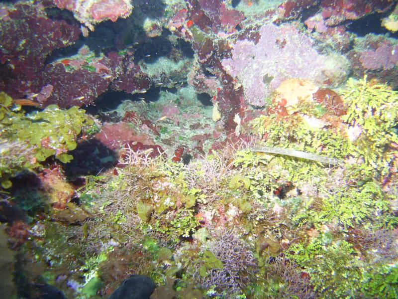 night dive in roatan honduras