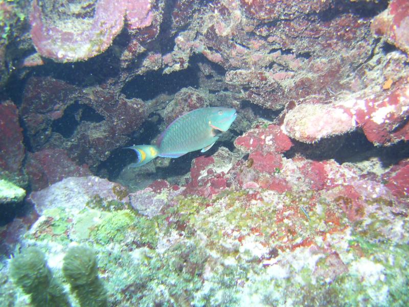 night dive in roatan honduras