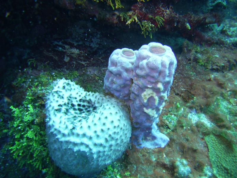 night dive in roatan honduras