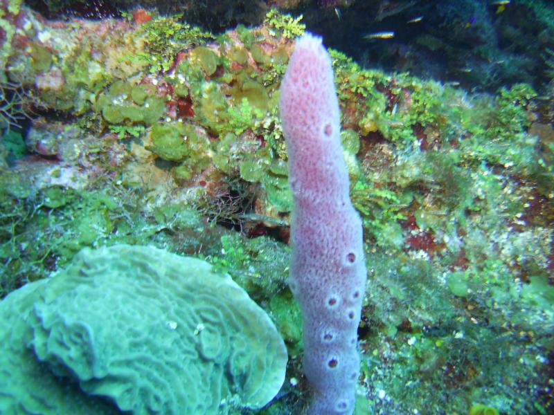 night dive in roatan honduras