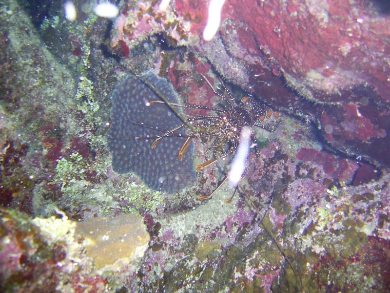 night dive in roatan honduras