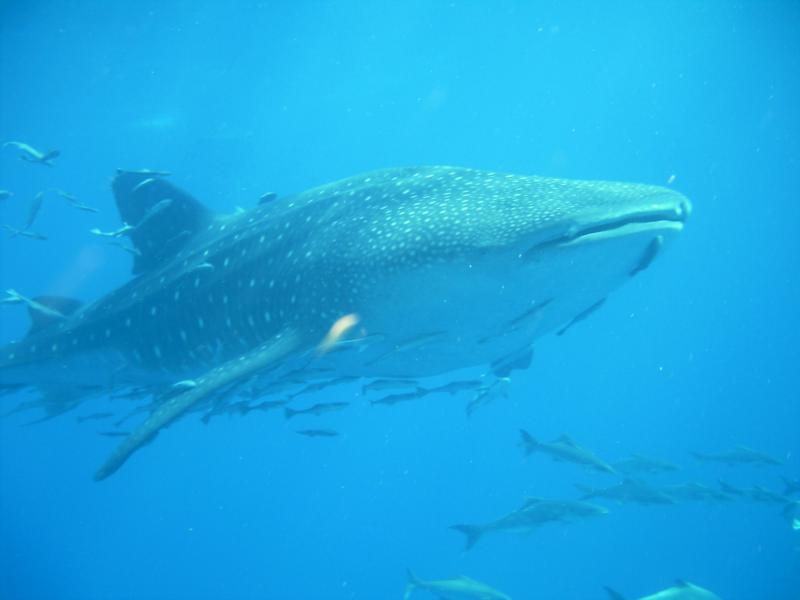 whale shark off south padre with a grouip of ling
