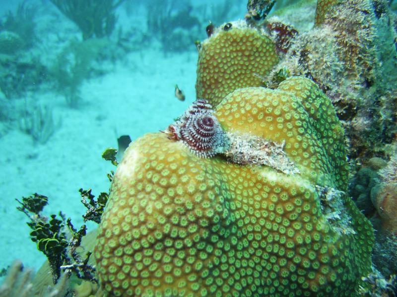 xmas trees on hard coral paamul mexico