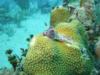 xmas trees on hard coral paamul mexico