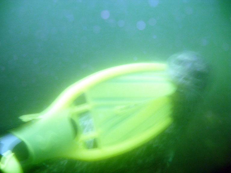 Master Harbor Seal in action...