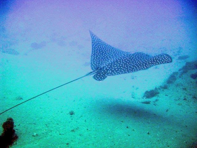 ray