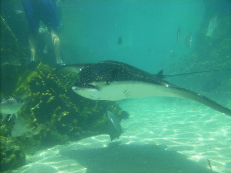 ray2
