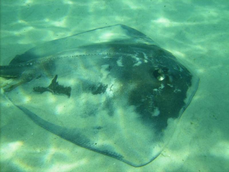 ray3