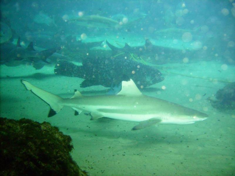 black tip