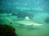 black tip