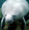 manatee