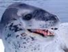 leopard seal