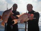 Hog Fish