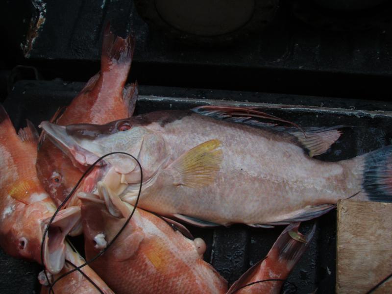 Hog Fish