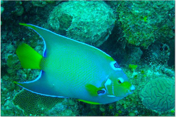 Belize - Glover’s Atoll