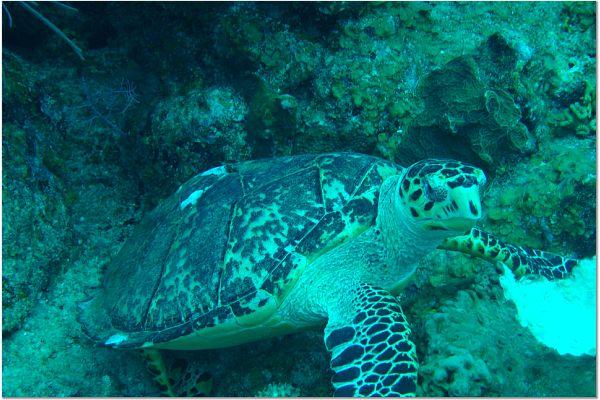 Belize - Glover’s Atoll