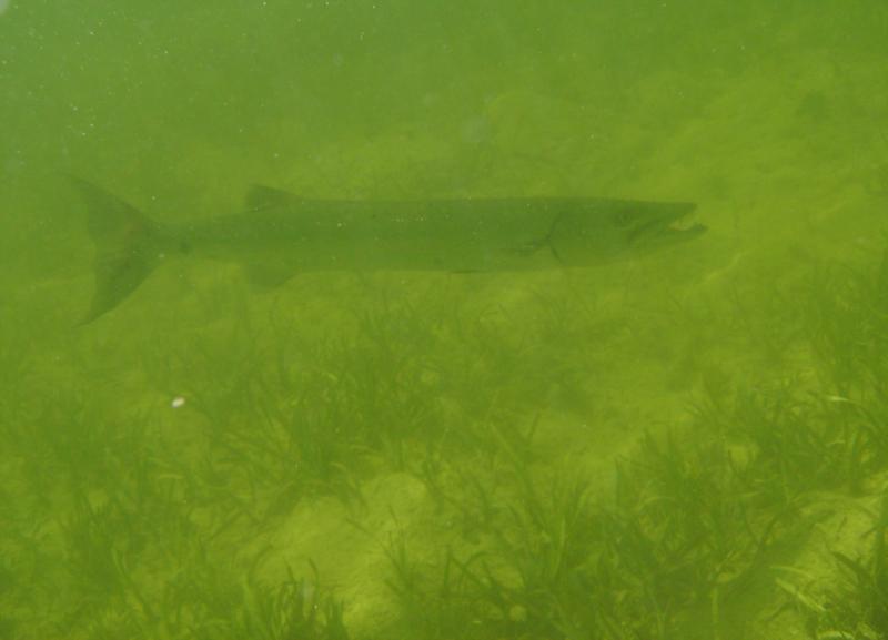 barracuda in Pigeon Creek