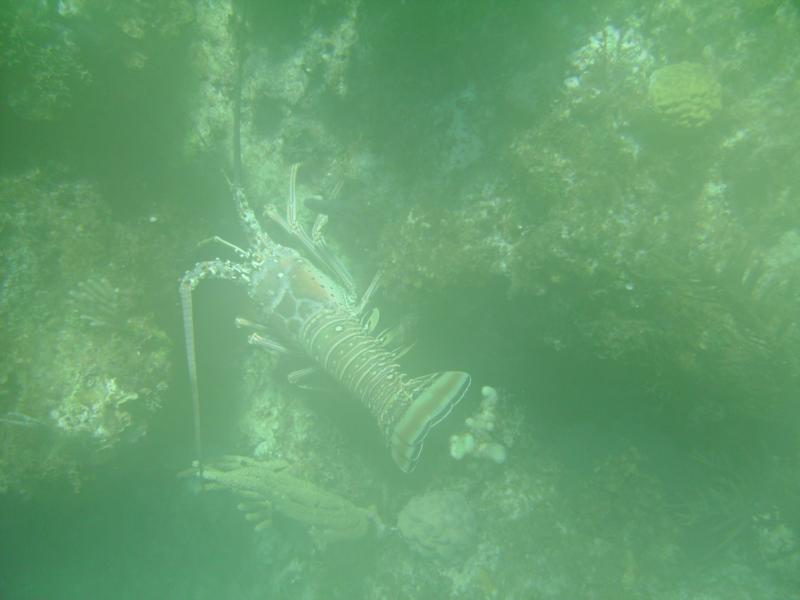 Large Lobster