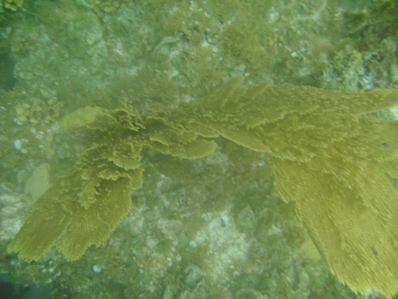 gorgonian sea fan