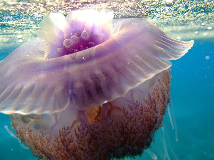 Jellyfish, Marsa Abu Dabab, Egyptian Red Sea