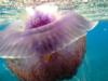 Jellyfish, Marsa Abu Dabab, Egyptian Red Sea