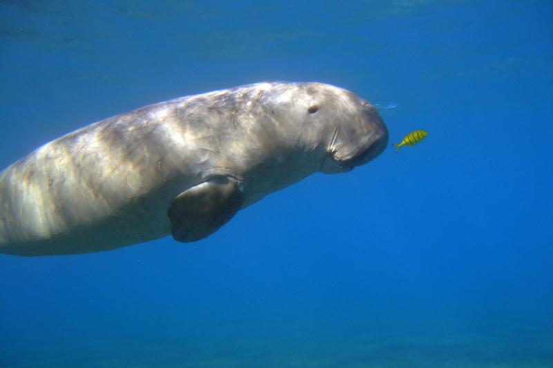 Dugong at Marsa Abu Dabab, Egyptian Red Sea