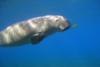 Dugong at Marsa Abu Dabab, Egyptian Red Sea