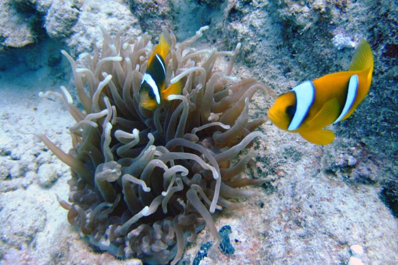 Clownfish, Marsa Alam, Egyptian Red Sea