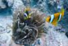 Clownfish, Marsa Alam, Egyptian Red Sea