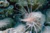 Small Lionfish, Marsa Alam, Egyptian Red Sea