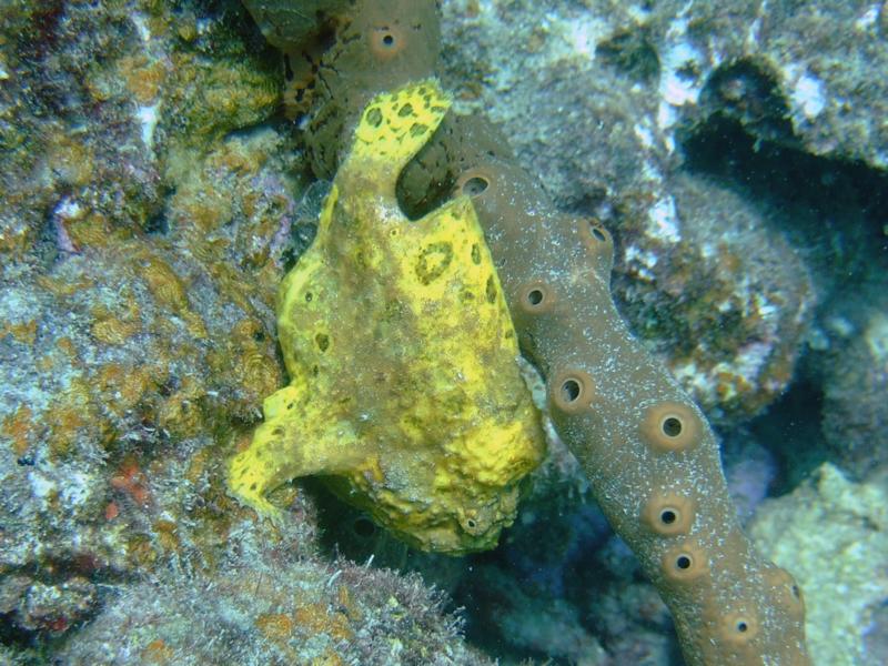 Frogfish