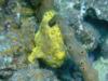 Frogfish