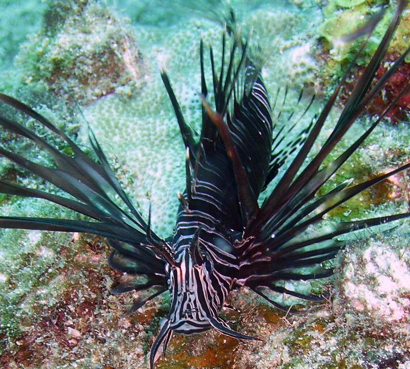 Not a Florida Native! (Lion Fish)