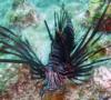 Not a Florida Native! (Lion Fish)