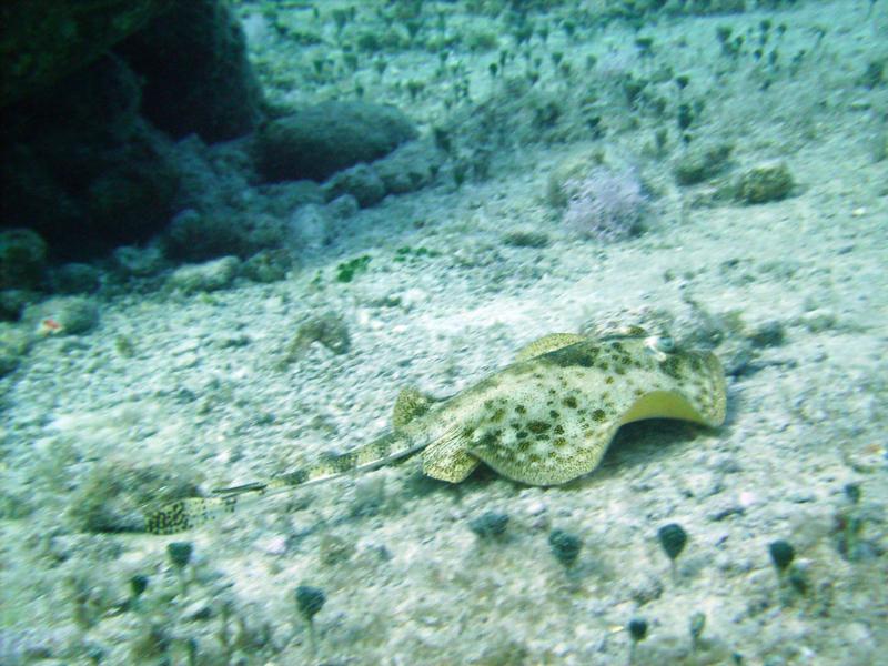 Sting Ray