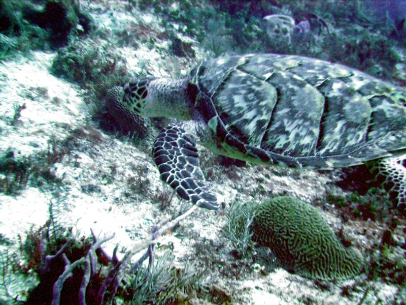 Sea Turtle