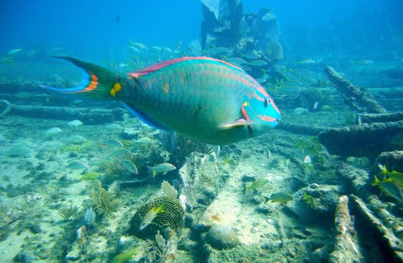 My favorite fish - Parrotfish